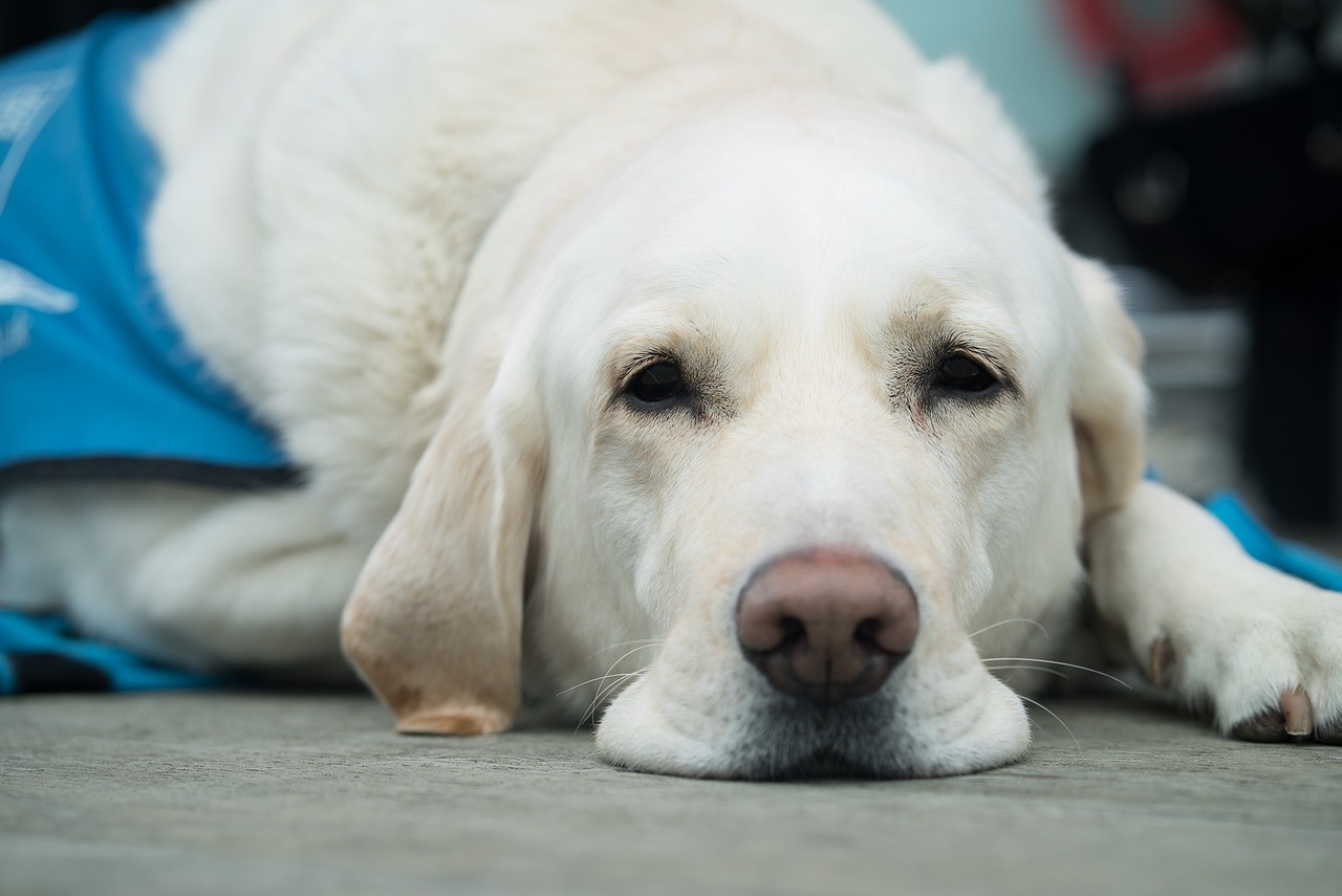 The Philosophy of Science in Vet Medicine